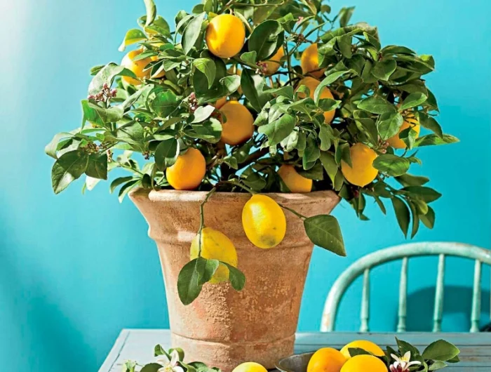 comment entretenir une plante de citronnier