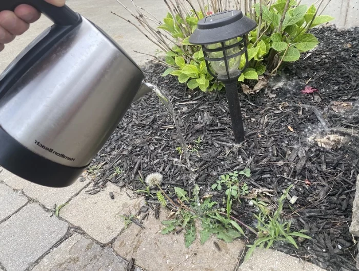 comment eradiquer le liseron eau bouillante contre les mauvaises herbes