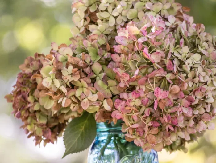 comment faire durer un bouquet des hortenisas fleurs sechees dans un vase transparent