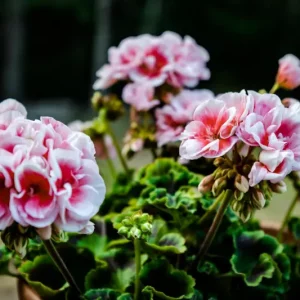 Astuces pour faire fleurir les géraniums - de nos grand-mères à vos jardins