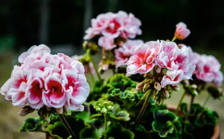 comment faire fleurir les géraniums astuces de grand mère floraison abondante
