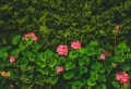 Astuces pour faire fleurir les géraniums – de nos grand-mères à vos jardins