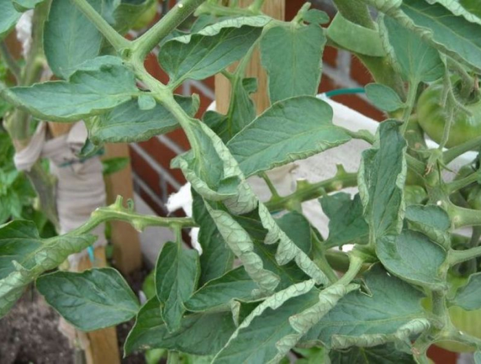 comment faire fuire les guepes de leur nid branche de tomates avec feuilles vertes