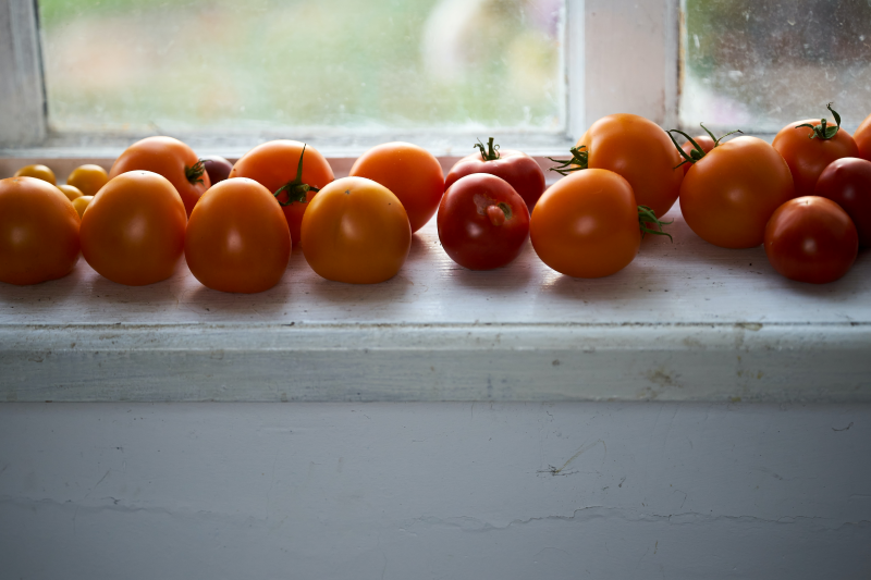 comment faire murir des tomates vertes a la maison