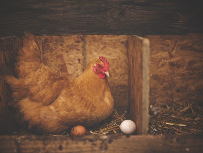 comment faire pondre les poules minimiser le stress