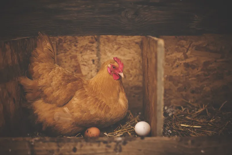 comment faire pondre les poules minimiser le stress
