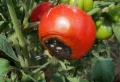 Comment faire pour que les tomates ne s’abîment pas à cause des maladies ?