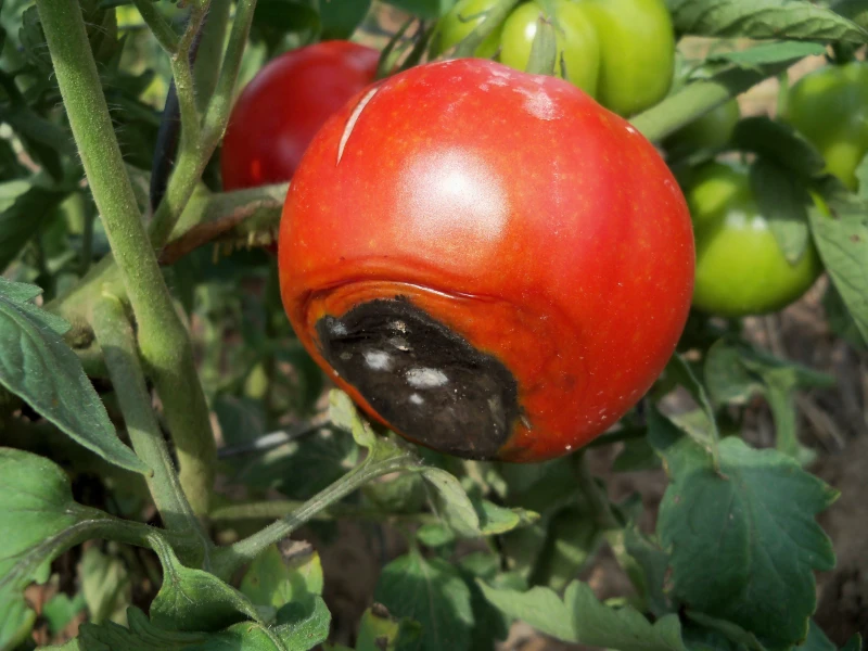 comment faire pour que les tomate ne s'abime pas nécrose apicale des tomates