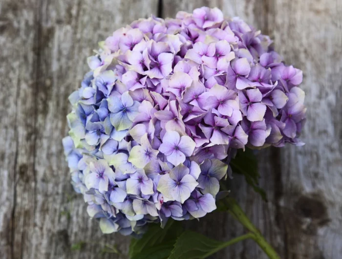 comment faire secher des fleurs d hortenisas naturellement une fleur violette et blue