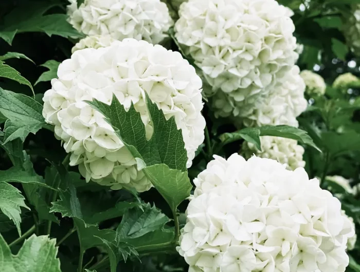 comment obtenir un hortensia blanc exemple engrais entretien hortensia