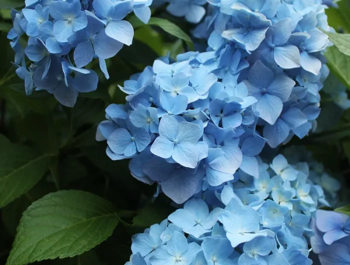 comment obtenir un hortensia bleu changement ph sol hortensia