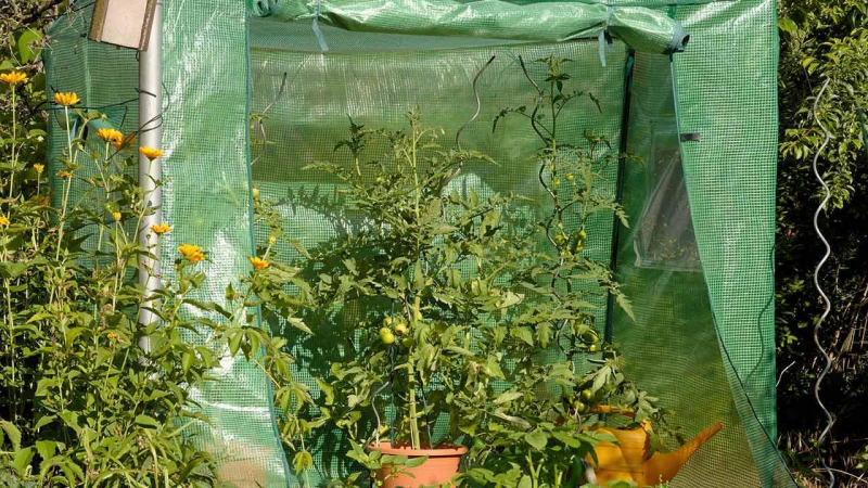 comment protéger les tomates du soleil mini serre pour protection des tomates du soleil