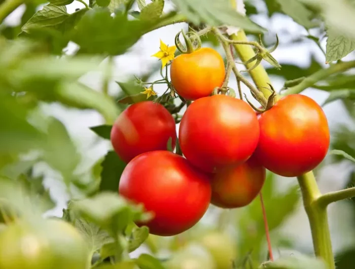 comment proteger les tomates de la canicule