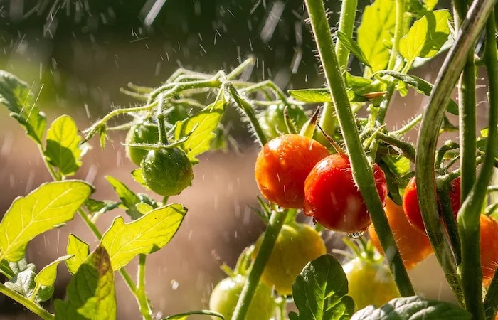 comment protéger les tomates de la pluie et du soleil des plants de tomates vertes et rouges