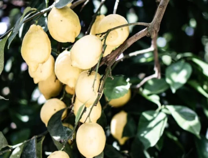 comment reussir la culture de la plante de citronnier