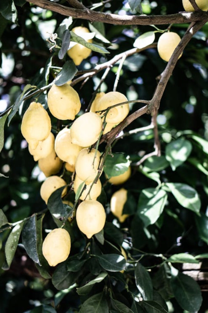 comment reussir la culture de la plante de citronnier