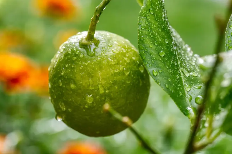 comment savoir si un citronnier est trop arrosé et comment arroser un arbre