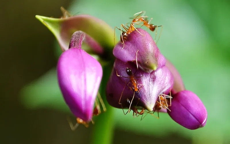 comment se débarasser des fourmis sur des plantes vertes d'intérieur fourmis sur une grosse fleur