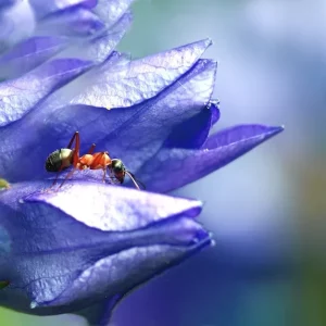 Comment bien se débarasser des fourmis dans les plantes en pot ? Astuces écolo 100 % naturelles