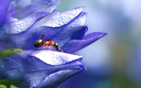 comment se debarasser des fourmis dans les plantes une fourmis sur une fleur blue violette