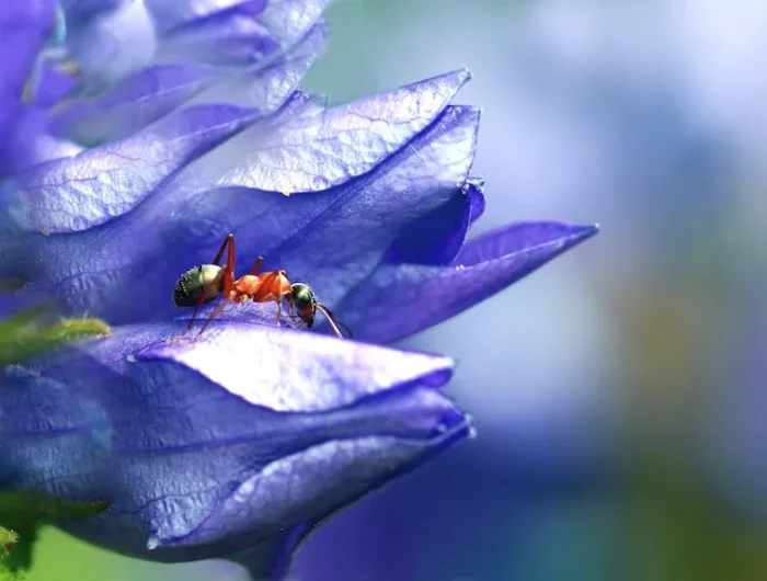 comment se debarasser des fourmis dans les plantes une fourmis sur une fleur blue violette