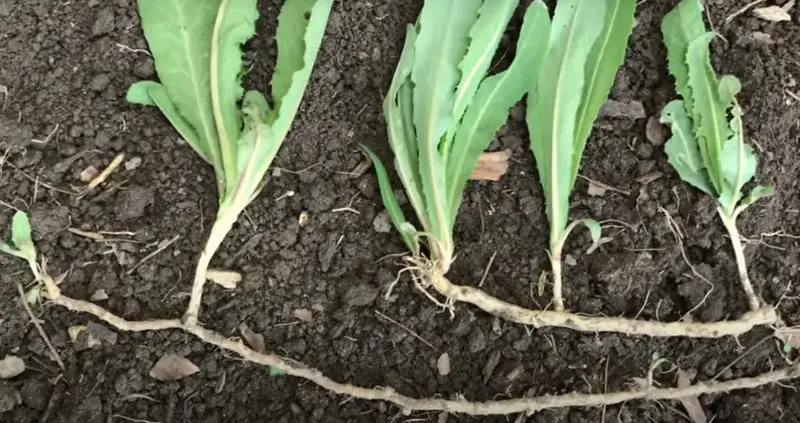 comment se débarrasser des chardons les racines du chardon dans le jardin