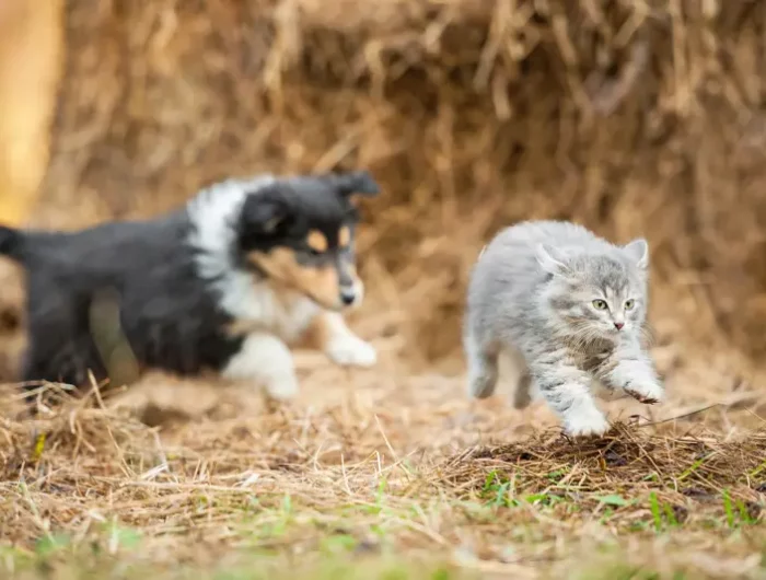 comment se debarrasser des chats envahissants un chien qui chasse un chat