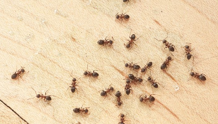 comment se debarrasser des fourmis au jardin fourmis sur un mur