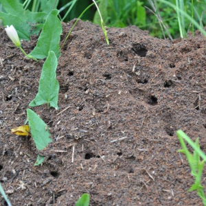 Se débarrasser des fourmis au potager - rapidement, une fois pour toutes ? Astuces de grand-mère
