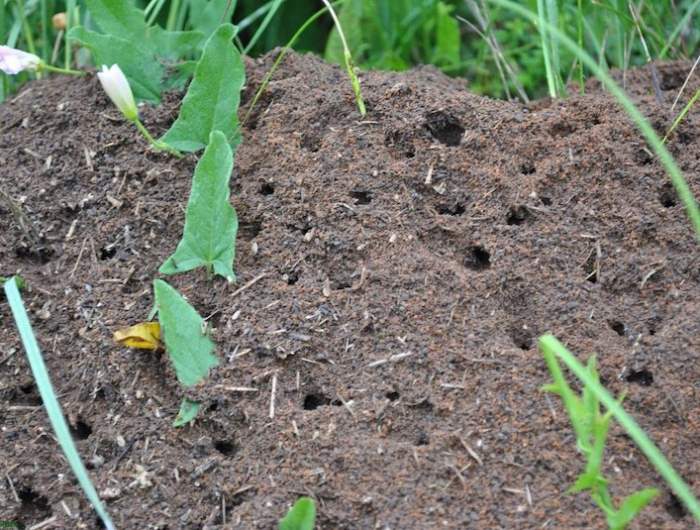 comment se debarrasser des fourmis dans un potager fleurs potager envahi de fourmis
