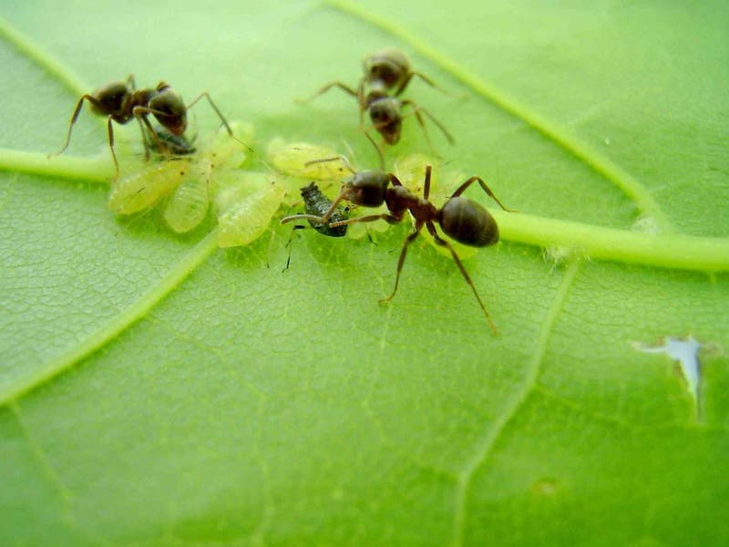 comment se debarrasser des fourmis pour le bon fourmis et pucerons sur une feuille verte