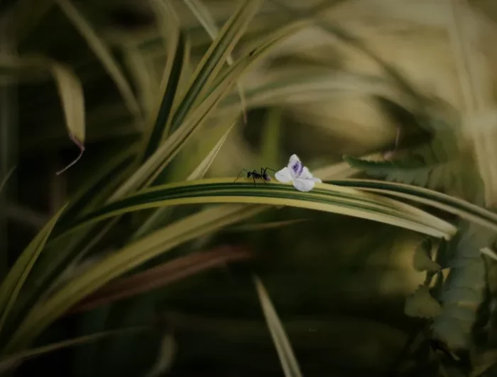 comment se débarasser des fourmis dans les pots de fleurs une fourmis sur une feuille verte