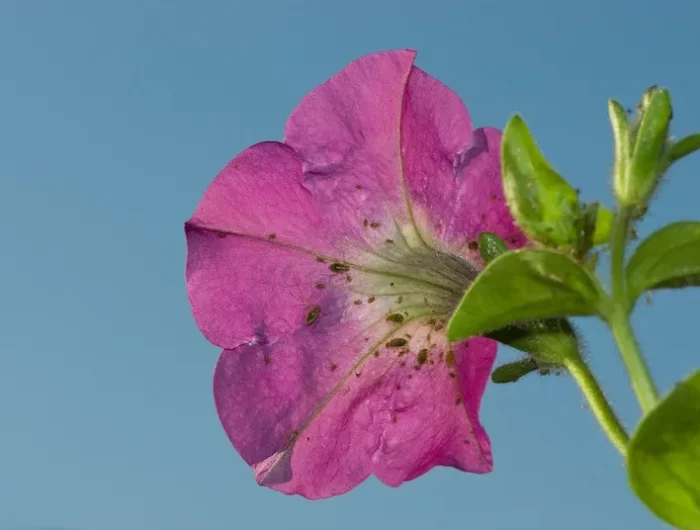 comment se débarasser des fourmis de facon naturelle une fleur rose sur un fond blue avec des pucerons