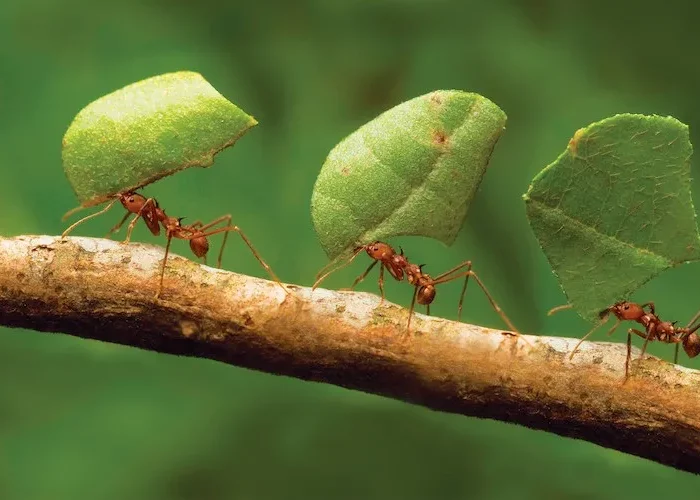 comment se débarasser des fourmis image fourmis qui transportes des feuilles sur une branche