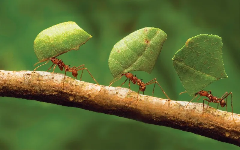 comment se débarasser des fourmis image fourmis qui transportes des feuilles sur une branche