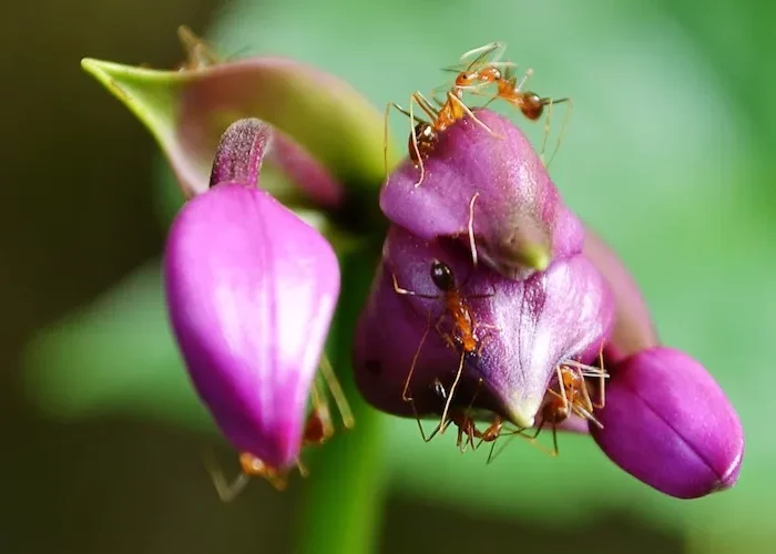 comment se débarasser des fourmis sur des plantes vertes d'intérieur fourmis sur une grosse fleur
