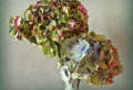 Comment stabiliser des fleurs d’hortensia facilement pour une déco 100 % naturelle