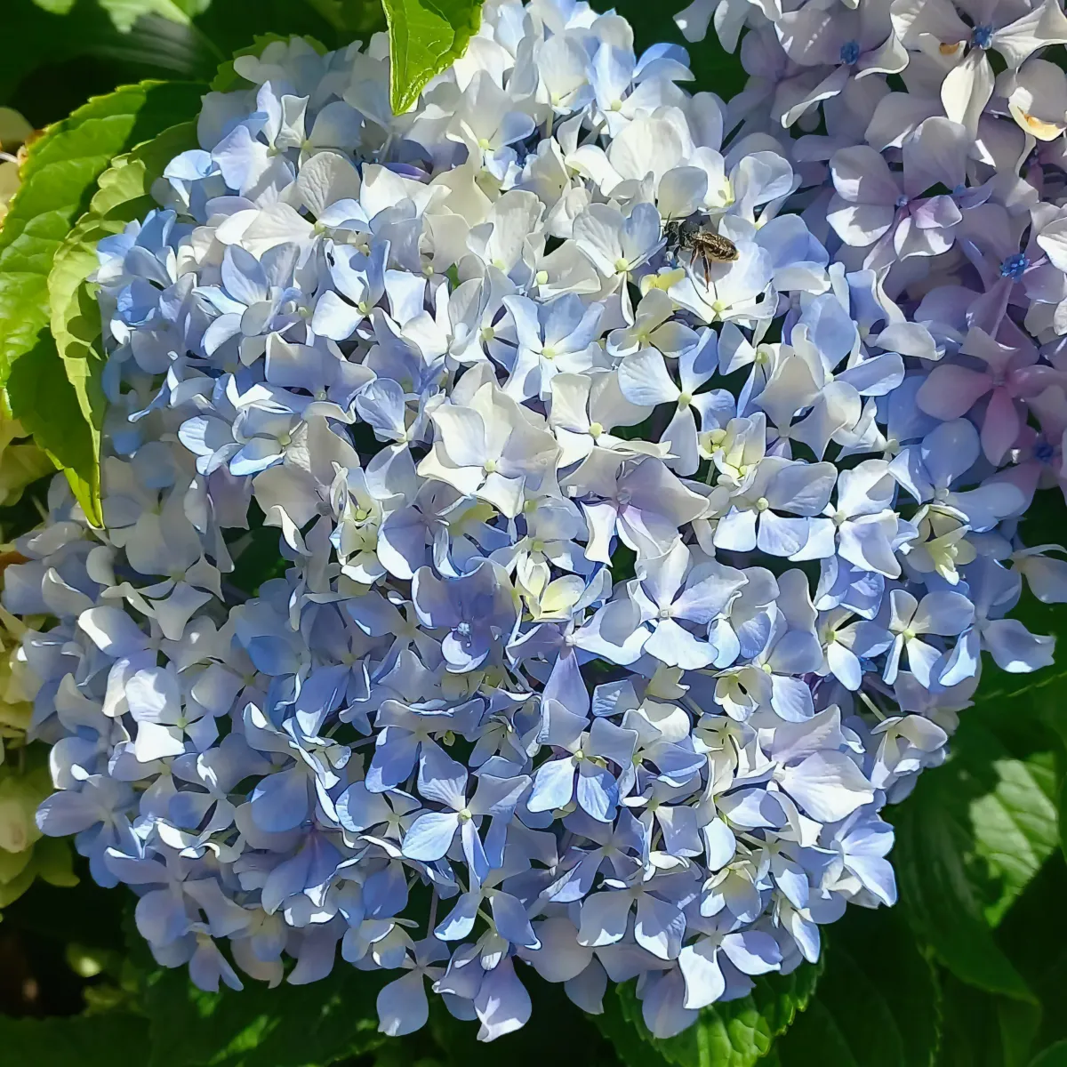 comment stimuler la floraison des hortensias