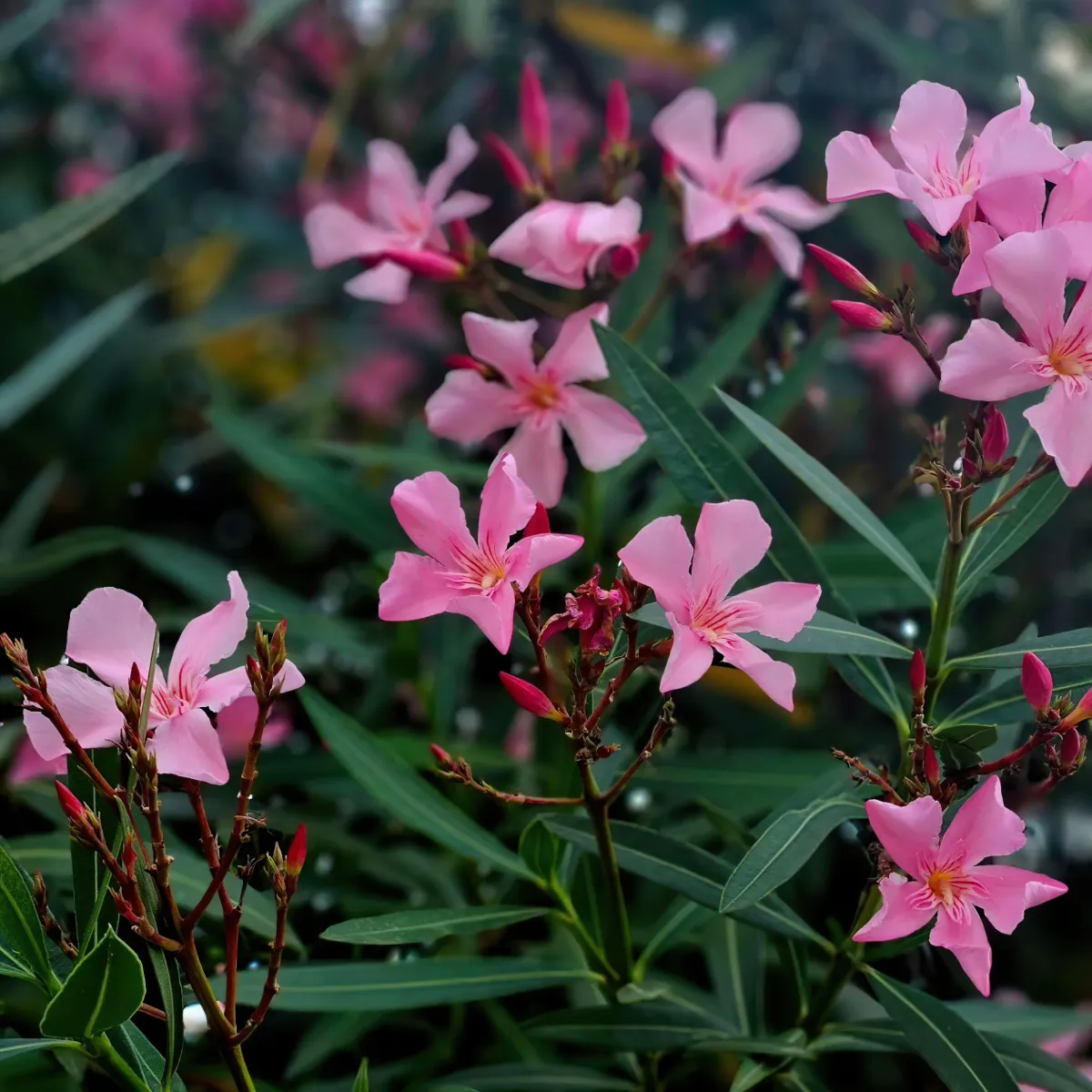 comment stimuler la floraison du laurier rose