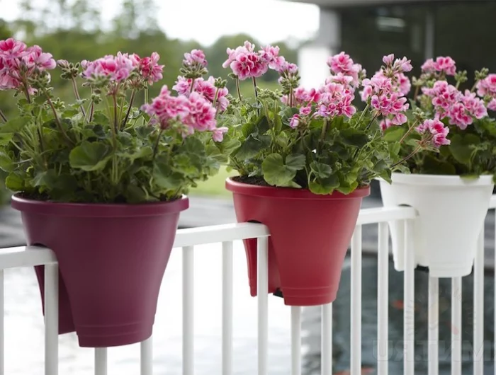 comment tailler le geranium avant l hiver des geraniums dans de pot sur un balcon blanc
