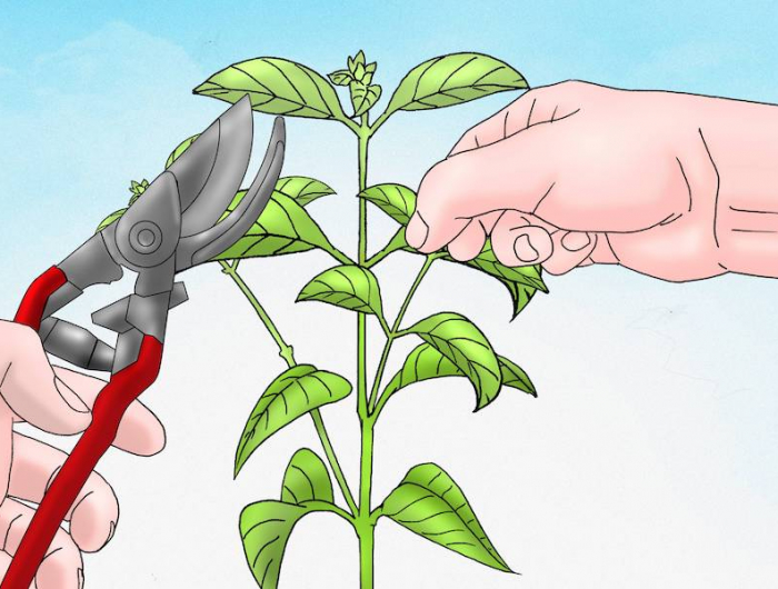 comment tailler les tomates en hauteur dessin dentetage