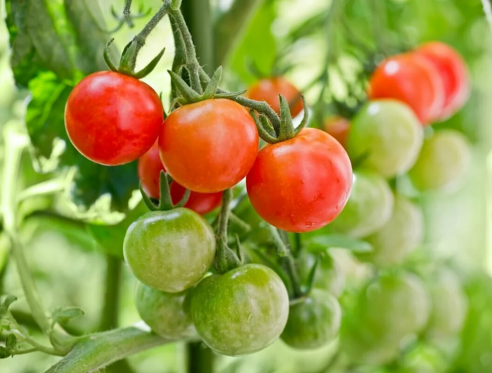 comment tailler les tomates en hauteur plants de tomates efloraison (1)