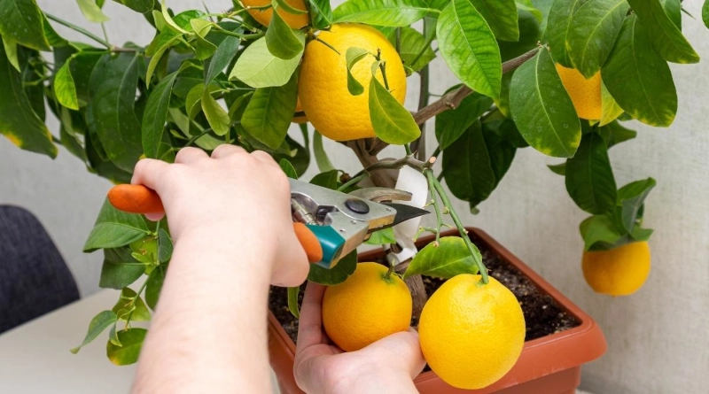 comment tailler un citronnier astuces et conseils