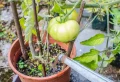 Comment faire pour que les tomates ne s’abîment pas à cause des maladies ?