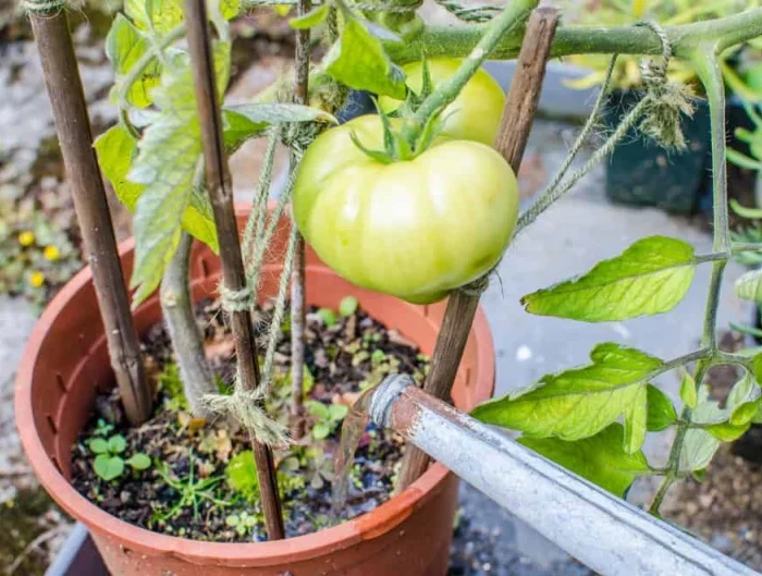 comment traiter la necrose apicale arrosage des tomates