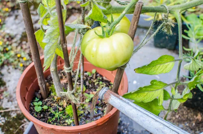 comment traiter la necrose apicale arrosage des tomates
