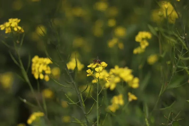 comment tuer une plante envahissante moutarde fleurie en jaune