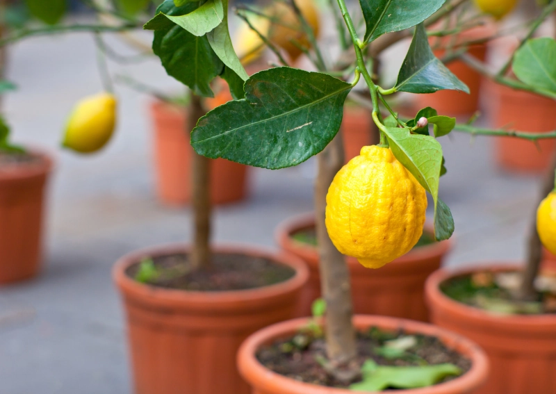 conseils pour avoir beaucoup de fruits sur un citronnier