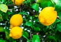 Quand et comment tailler un citronnier ? Le guide complet