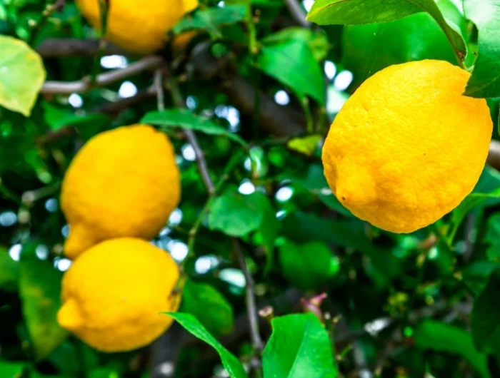 conseils pour avoir un beau citronnier en bonne sante
